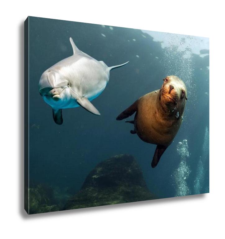 Gallery Wrapped Canvas, Dolphin And Sea Lion Underwater Close Up - get-accessories
