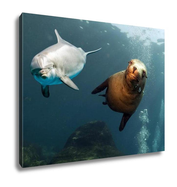 Gallery Wrapped Canvas, Dolphin And Sea Lion Underwater Close Up - get-accessories